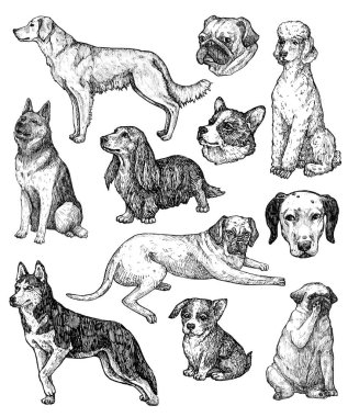 El çizimi mürekkep köpekleri çizimleri. Labrador, retriever, corgi, kaniş, mastiff, husky, Shepherd, dachshund, pug, dalmaçyalı portreleri. Klasik mürekkep hayvanları çizimi. Beyazda izole edilmiş