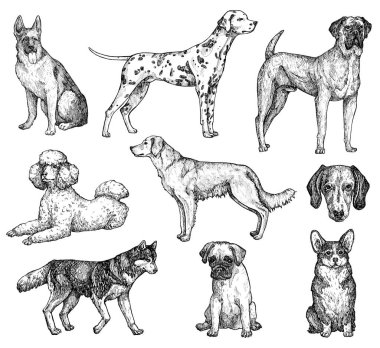 El çizimi mürekkep köpekleri çizimleri. Labrador, retriever, corgi, kaniş, mastiff, husky, Shepherd, dachshund, pug, dalmaçyalı portreleri. Klasik mürekkep hayvanları çizimi. Beyazda izole edilmiş