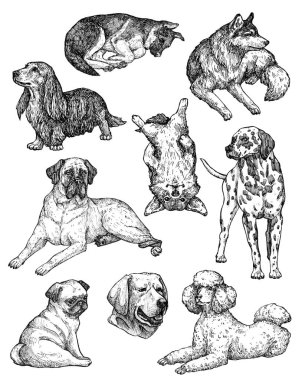 El çizimi mürekkep köpekleri çizimleri. Labrador, retriever, corgi, kaniş, mastiff, husky, Shepherd, dachshund, pug, dalmaçyalı portreleri. Klasik mürekkep hayvanları çizimi. Beyazda izole edilmiş