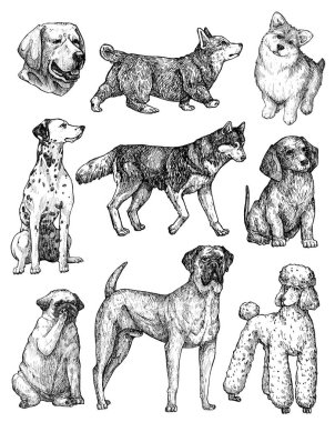 El çizimi mürekkep köpekleri çizimleri. Labrador, retriever, corgi, kaniş, mastiff, husky, Shepherd, dachshund, pug, dalmaçyalı portreleri. Klasik mürekkep hayvanları çizimi. Beyazda izole edilmiş