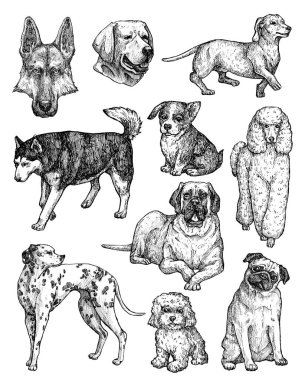 El çizimi mürekkep köpekleri çizimleri. Labrador, retriever, corgi, kaniş, mastiff, husky, Shepherd, dachshund, pug, dalmaçyalı portreleri. Klasik mürekkep hayvanları çizimi. Beyazda izole edilmiş