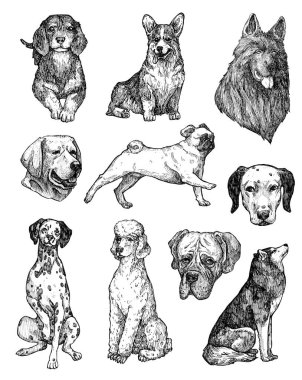 El çizimi mürekkep köpekleri çizimleri. Labrador, retriever, corgi, kaniş, mastiff, husky, Shepherd, dachshund, pug, dalmaçyalı portreleri. Klasik mürekkep hayvanları çizimi. Beyazda izole edilmiş