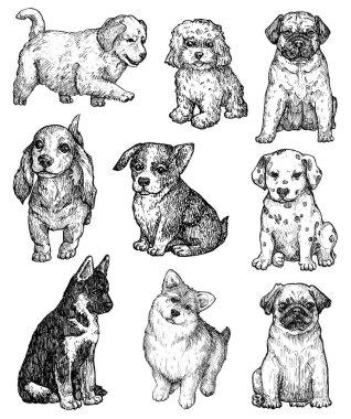 El çizimi mürekkep köpekleri çizimleri. Labrador, corgi, kaniş, mastiff, husky, Shepherd, dachshund, pug, dalmatian vintage hayvan resimleri. Beyazda izole edilmiş
