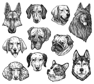 El çizimi mürekkep köpekleri çizim yapar. Labrador, retriever, corgi, kaniş, mastiff, husky, Shepherd, dachshund, pug, dalmaçyalı portreleri. Klasik mürekkep hayvanları çizimi. Beyazda izole edilmiş