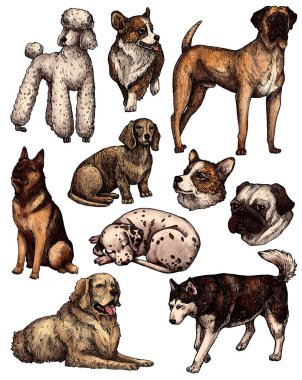 Renkli el çizimi mürekkep köpek çizimleri. Labrador, retriever, corgi, kaniş, mastiff, husky, Shepherd, dachshund, pug, dalmaçyalı portreleri. Klasik mürekkep hayvanları çizimi. Beyazda izole edilmiş