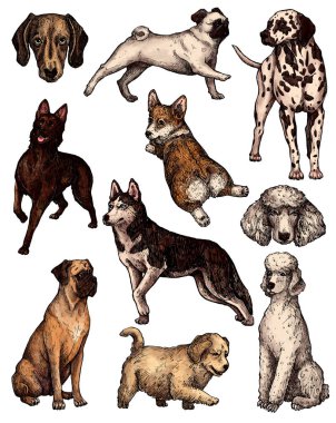 Renkli el çizimi mürekkep köpek çizimleri. Labrador, retriever, corgi, kaniş, mastiff, husky, Shepherd, dachshund, pug, dalmaçyalı portreleri. Klasik mürekkep hayvanları çizimi. Beyazda izole edilmiş