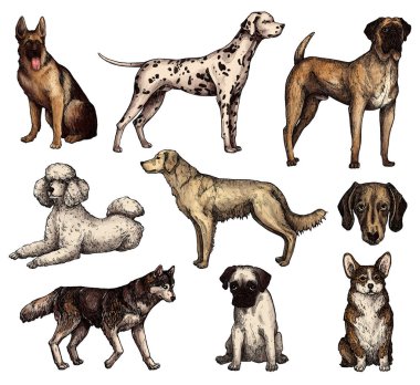 Renkli el çizimi mürekkep köpek çizimleri. Labrador, retriever, corgi, kaniş, mastiff, husky, Shepherd, dachshund, pug, dalmaçyalı portreleri. Klasik mürekkep hayvanları çizimi. Beyazda izole edilmiş