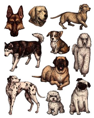 Renkli el çizimi mürekkep köpek çizimleri. Labrador, retriever, corgi, kaniş, mastiff, husky, Shepherd, dachshund, pug, dalmaçyalı portreleri. Klasik mürekkep hayvanları çizimi. Beyazda izole edilmiş