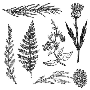 Cadılar Bayramı bitkilerinin mürekkebi. Ladin, çam, iğne, eğrelti otu, funda, belladonna, devedikeni, kasımpatı. Baharatlar, iksir malzemeleri. Çizgi sanatı tasarımı. Boho ve vintage koleksiyonu. Wiccan ve pagan sanatı. Dekoratif büyücülük. Beyazda izole edilmiş