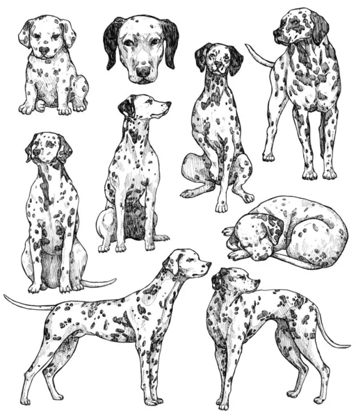 Zestaw Ręcznie Rysowanych Szkiców Atramentowych Dla Psów Dalmatyńczyk Pies Stróż — Zdjęcie stockowe
