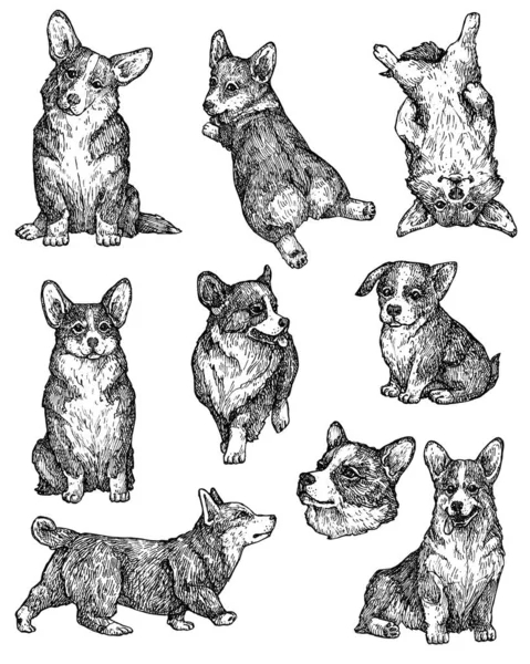 Handgezeichnete Skizzen Von Hunden Corgi Kleiner Hund Vintage Tusche Tiere — Stockfoto