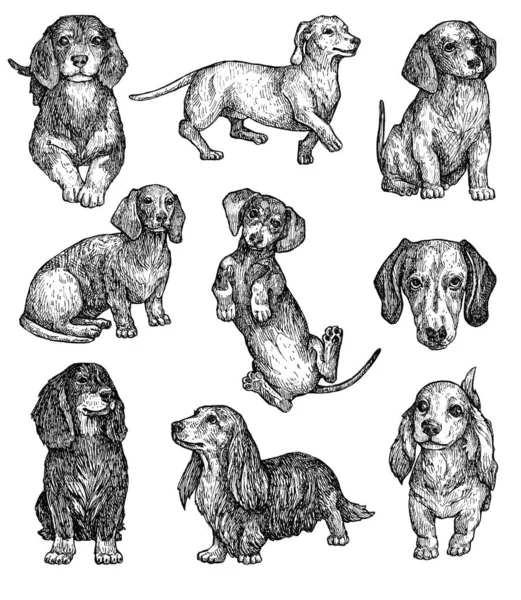 一套手绘墨犬素描 Dachshund 一种短腿 体格健壮的狗 古色古香的油墨动物图解 与白种人隔离 — 图库照片