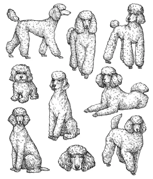Σύνολο Ζωγραφισμένα Στο Χέρι Σκίτσα Σκυλιών Μελανιού Πουντλ Ένα Σκυλί — Φωτογραφία Αρχείου