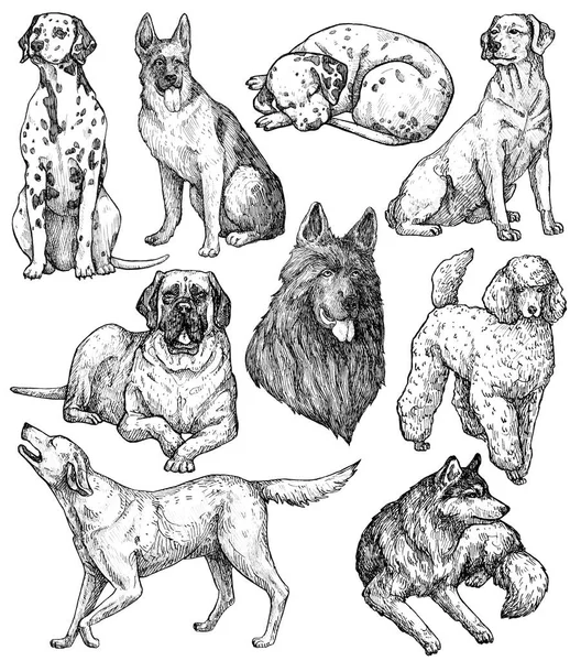 Set of hand drawn ink dogs sketches. Labrador, Retriever, Husky, Shepherd, Mastiff, Dalmatian. Decorative big breed. Vintage ink animals illustration. Isolated on white