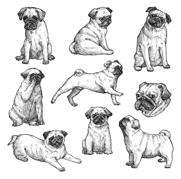 Juego Bocetos Para Perros Tinta Dibujados Mano Pug Perro Una — Foto de Stock