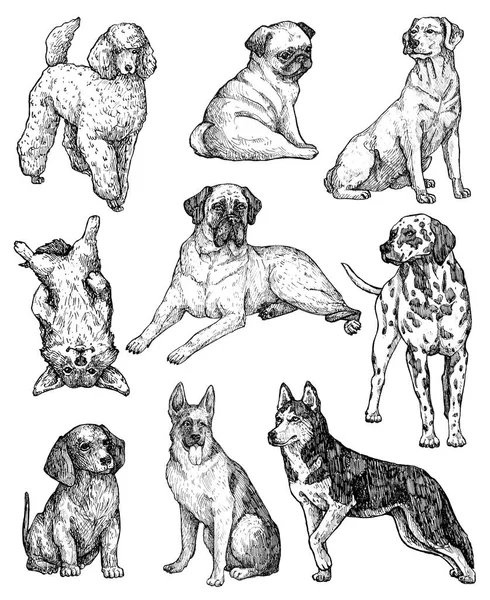 Set Hand Drawn Ink Dogs Sketches Portraits Labrador Retriever Corgi — Stock Photo, Image