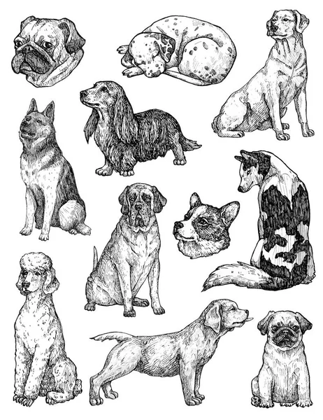Sada Ručně Kreslených Náčrtků Psích Inkoustů Portréty Labradora Retrívra Corgi — Stock fotografie