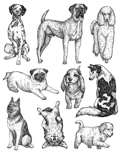 Juego Bocetos Para Perros Tinta Dibujados Mano Retratos Labrador Retriever —  Fotos de Stock