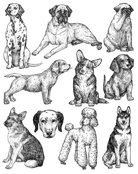 Zestaw Ręcznie Rysowanych Szkiców Atramentowych Dla Psów Portrety Labradora Retrievera — Zdjęcie stockowe