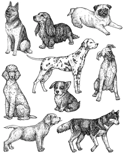 Set Hand Drawn Ink Dogs Sketches Portraits Labrador Retriever Corgi — Stock Photo, Image