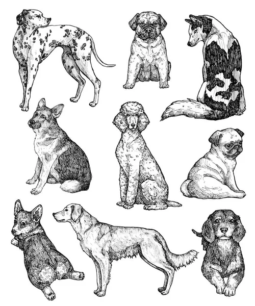 Serie Disegni Cani Inchiostro Disegnati Mano Ritratti Labrador Retriever Corgi — Foto Stock