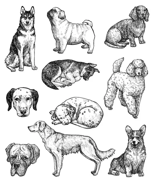 Juego Bocetos Para Perros Tinta Dibujados Mano Retratos Labrador Retriever — Foto de Stock
