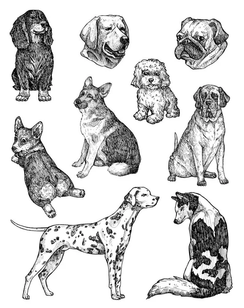 Набор Чернильных Собак Ручной Работы Портреты Лабрадора Ретривера Корги Пуделя — стоковое фото