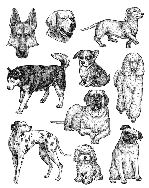Handgezeichnete Skizzen Von Hunden Porträts Von Labrador Retriever Corgi Pudel — Stockfoto