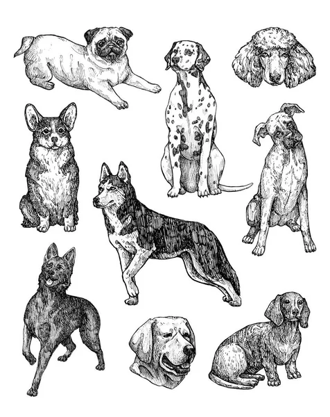 Zestaw Ręcznie Rysowanych Szkiców Atramentowych Dla Psów Portrety Labradora Retrievera — Zdjęcie stockowe