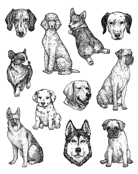 Conjunto Esboços Cães Tinta Desenhados Mão Retratos Labrador Retriever Corgi — Fotografia de Stock