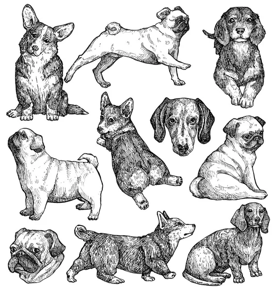 Juego Bocetos Para Perros Tinta Dibujados Mano Corgi Dachshund Pug — Foto de Stock