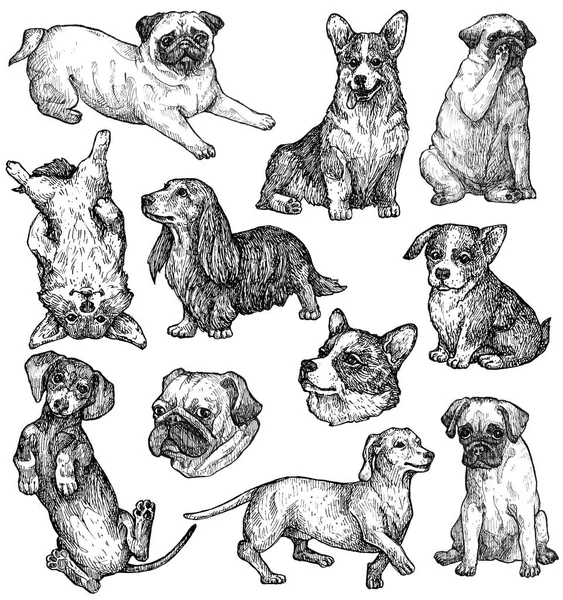 Set Hand Drawn Ink Dogs Sketches Corgi Dachshund Pug Decorative — Stock Photo, Image