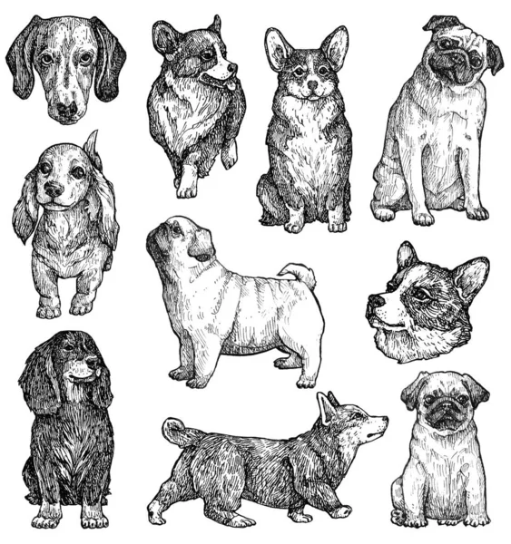 一套手绘墨犬素描 Corgi Dachshund Pug 装饰小品种 古色古香的油墨动物图解 与白种人隔离 — 图库照片