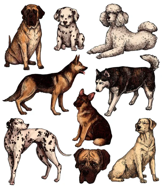 Juego Bocetos Para Perros Tinta Dibujados Mano Colores Labrador Retriever —  Fotos de Stock