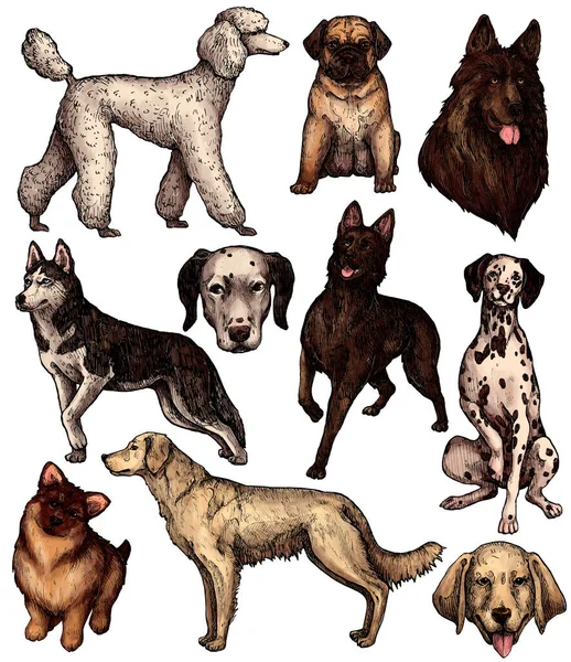 Ein Satz Farbiger Handgezeichneter Hundeskizzen Labrador Retriever Husky Schäferhund Dogge — Stockfoto