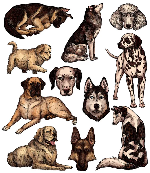 Conjunto Desenhos Cães Tinta Desenhados Mão Coloridos Labrador Retriever Husky — Fotografia de Stock