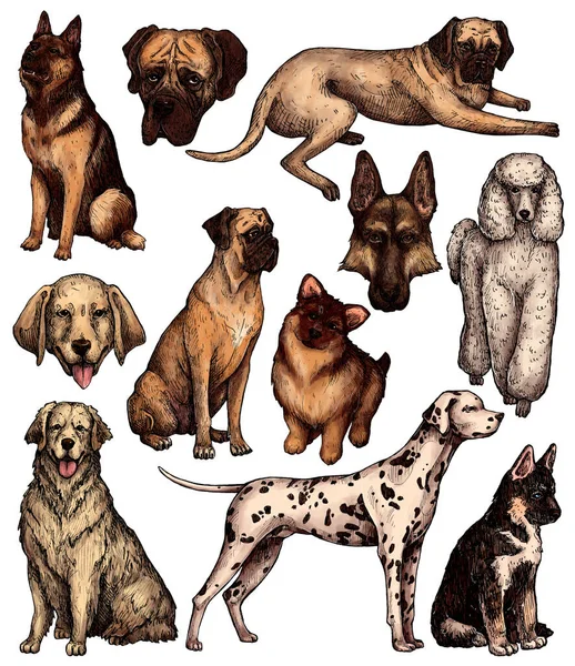 Ein Satz Farbiger Handgezeichneter Hundeskizzen Labrador Retriever Husky Schäferhund Dogge — Stockfoto