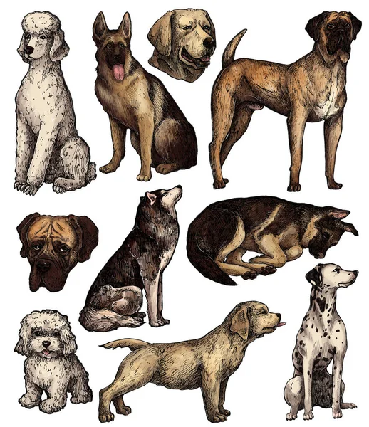Set Colored Hand Drawn Ink Dogs Sketches Labrador Retriever Husky — Stock Photo, Image