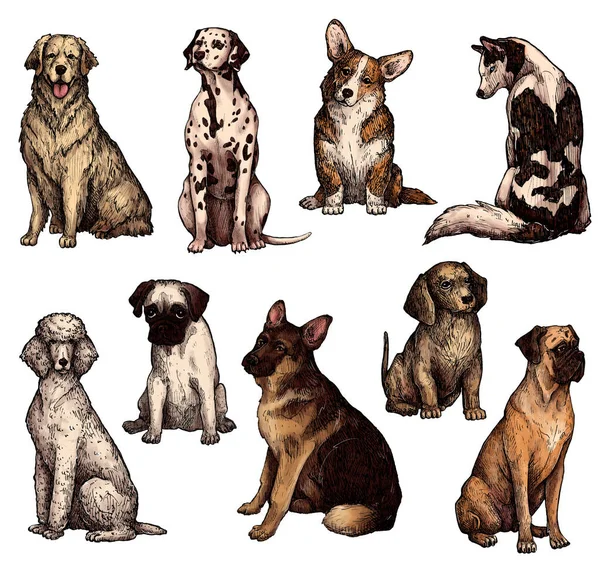 Yalancı Köpeklerin Renkli Çizimleri Labrador Retriever Corgi Kaniş Mastiff Husky — Stok fotoğraf
