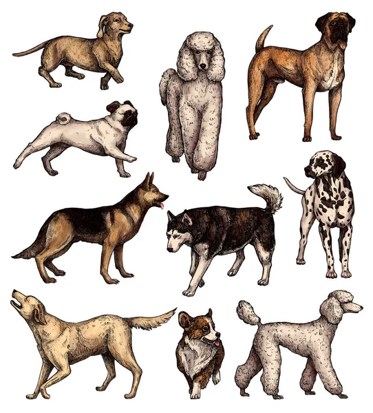 Conjunto Bosquejos Tinta Dibujados Mano Color Perros Pie Labrador Retriever — Foto de Stock