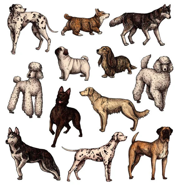 Conjunto Bosquejos Tinta Dibujados Mano Color Perros Pie Labrador Retriever — Foto de Stock