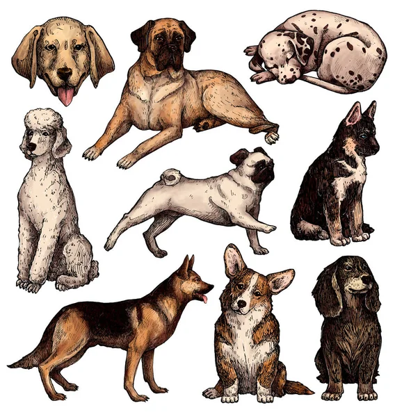Conjunto Desenhos Coloridos Desenhados Mão Para Cães Tinta Retratos Labrador — Fotografia de Stock