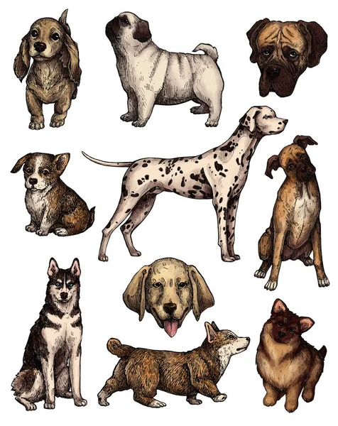 Renkli Çizimi Mürekkep Köpek Çizimleri Labrador Retriever Corgi Kaniş Mastiff — Stok fotoğraf