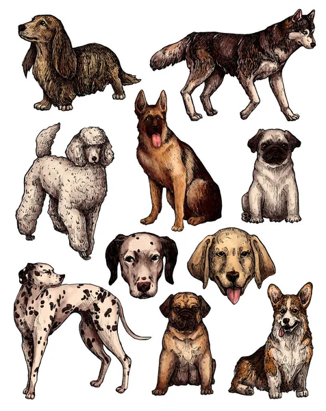 Set Colored Hand Drawn Ink Dog Sketches Portraits Labrador Retriever — Stock Photo, Image