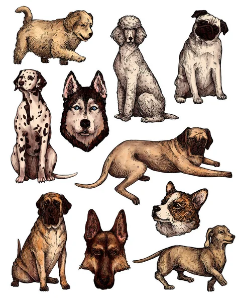 Set Farbiger Handgezeichneter Hundeskizzen Porträts Von Labrador Retriever Corgi Pudel — Stockfoto