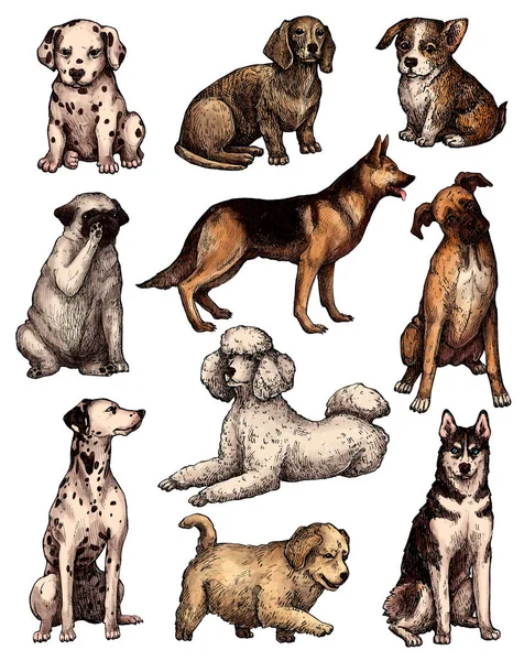 Conjunto Bosquejos Para Perros Tinta Dibujada Mano Colores Retratos Labrador — Foto de Stock