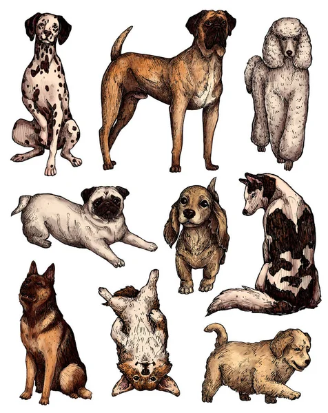 Conjunto Bosquejos Para Perros Tinta Dibujada Mano Colores Retratos Labrador —  Fotos de Stock