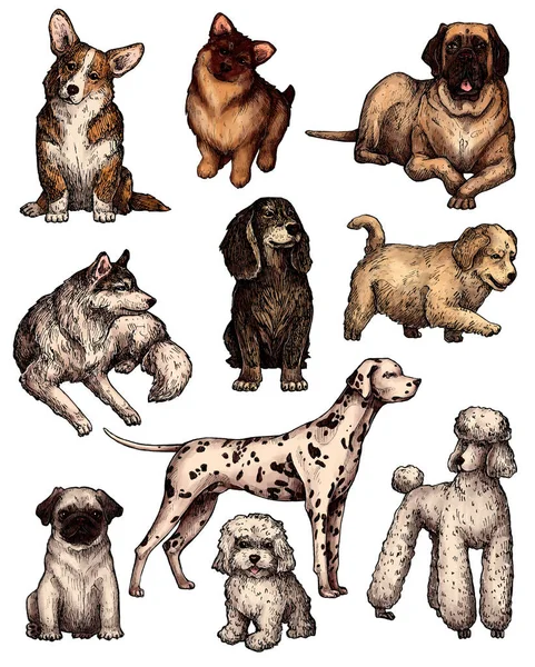Σύνολο Από Χρωματιστά Ζωγραφισμένα Στο Χέρι Σκίτσα Σκύλου Μελάνι Πορτρέτα — Φωτογραφία Αρχείου