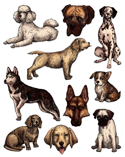 Conjunto Desenhos Coloridos Desenhados Mão Para Cães Tinta Retratos Labrador — Fotografia de Stock