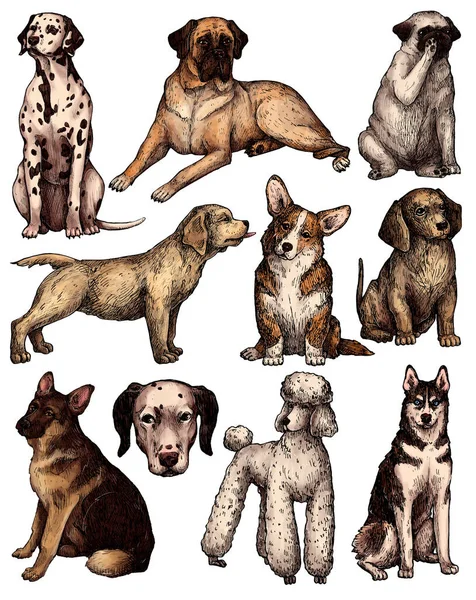 Set Colored Hand Drawn Ink Dog Sketches Portraits Labrador Retriever — Stock Photo, Image